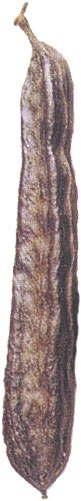 Johannisbrotbaum