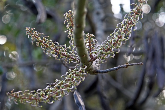 Johannisbrotbaumbl&uuml;te