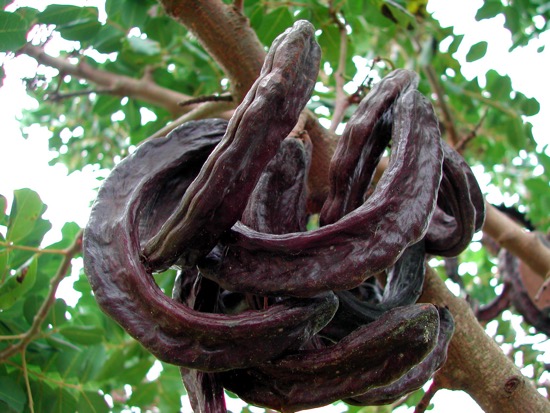 Johannisbrotbaumfrucht am Baum